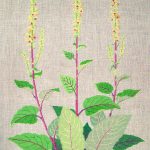 Mullein