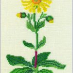 Arnica