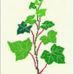 Ivy