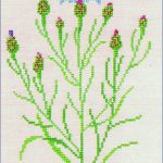 Cornflower