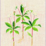 Starflowers