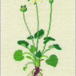 Grass of Parnassus