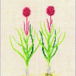 Nigritella