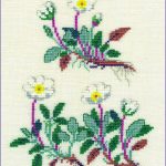 Dryas