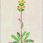 Pedicularis