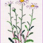 Oxeye Daisy