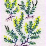 Hairy Greenweed