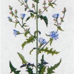 Chicory