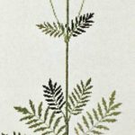 Commen Valerian