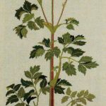 Wild Celery