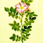 Dog Rose