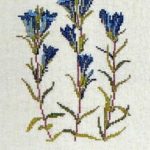 Gentian