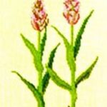 Marsh Orchid