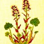 Butterbur