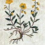 Rock Rose
