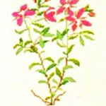 Fireweed