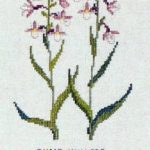 Marsh helleborine