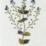 Speedwell