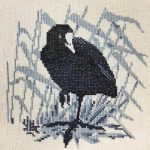 Coot