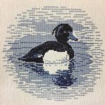 Tufted Duck