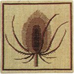 Teasel, Brown